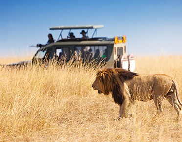 Tanzania Safari